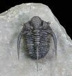 Bumpy Cyphaspis Trilobite - Ofaten, Morocco #69750-2